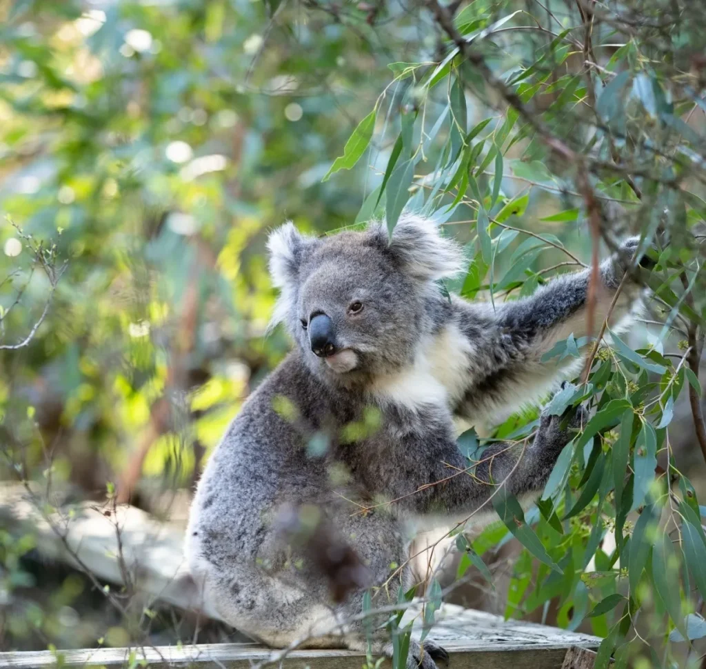 Maru Koala and Animal Park