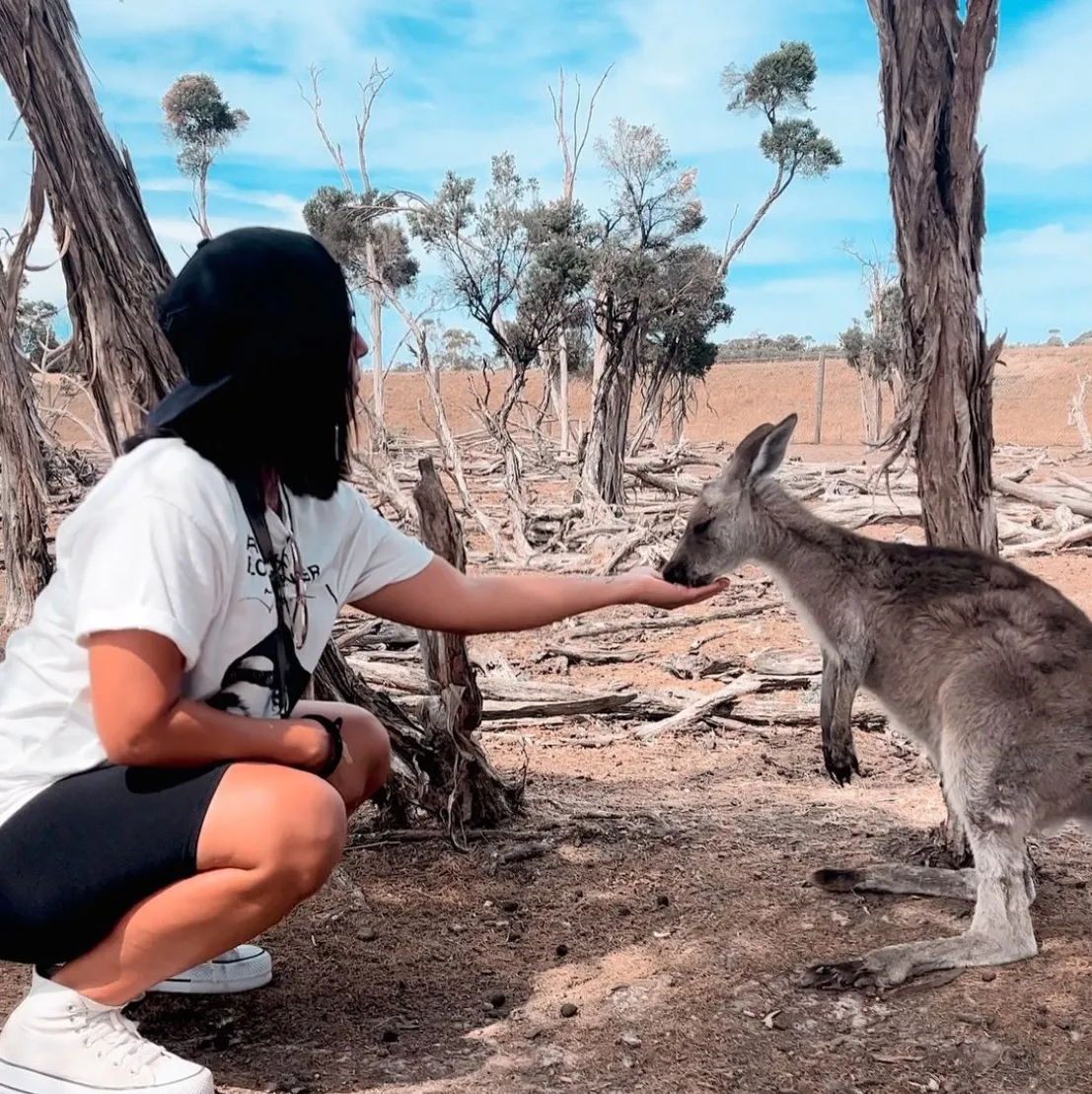 Phillip Island Wildlife