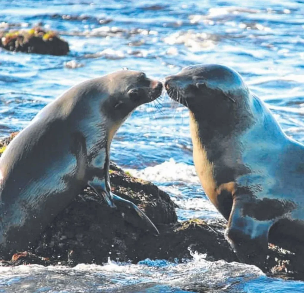 Seal Rocks