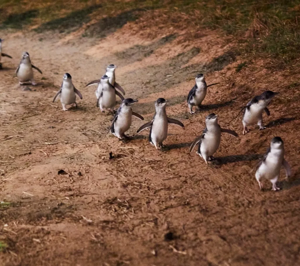 The Penguin Parade