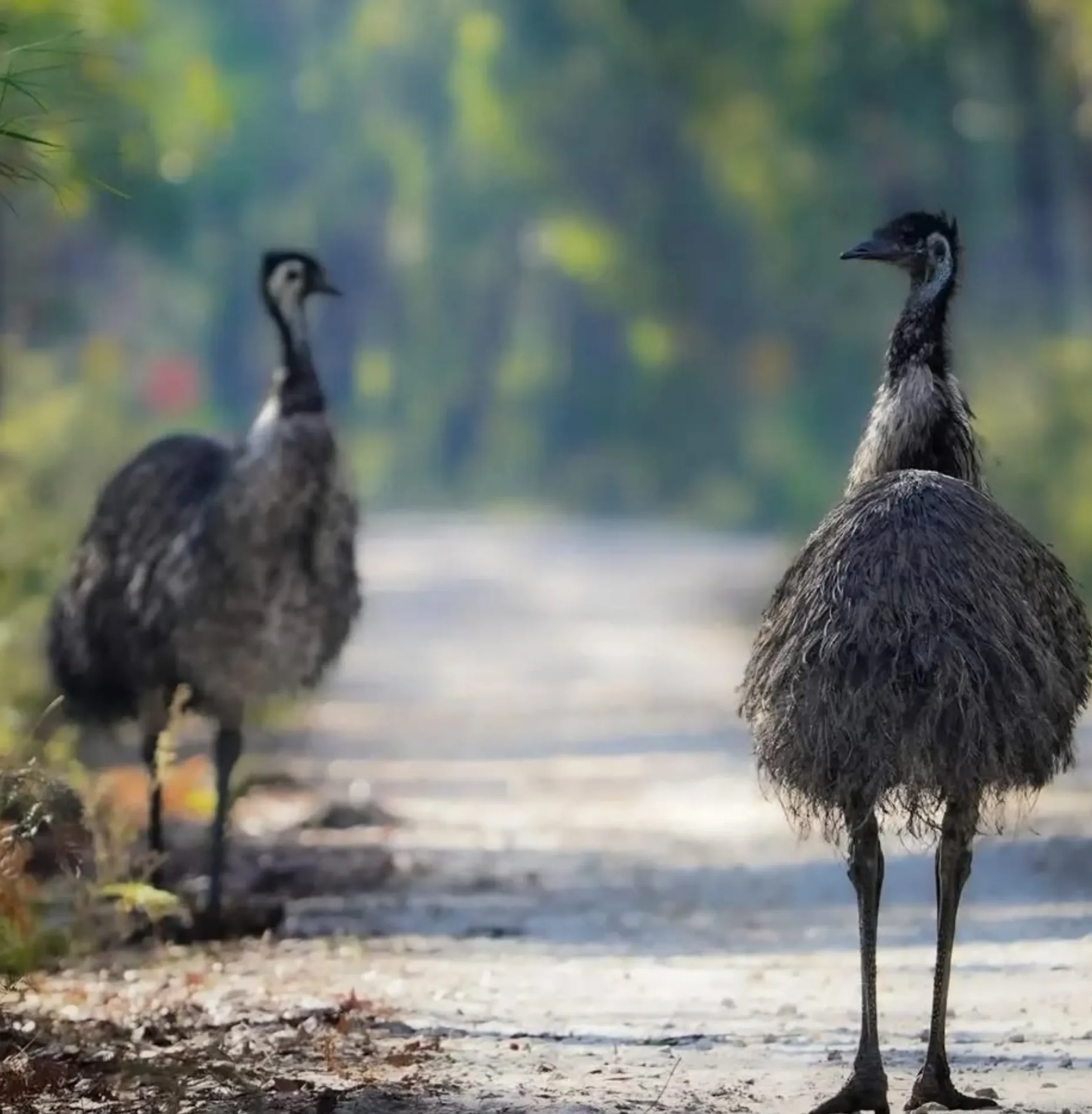 Native Animals, Ocean Road