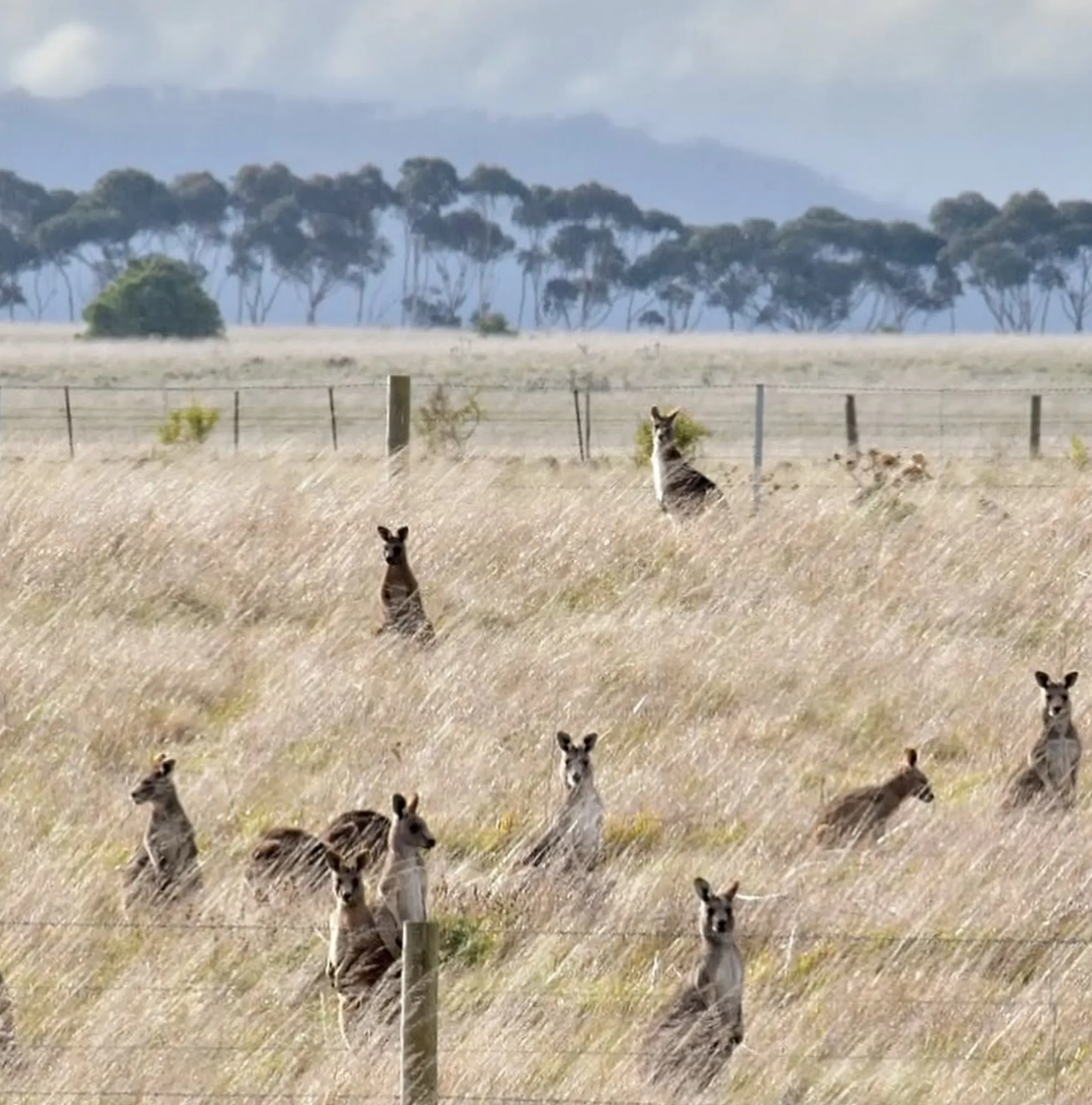 Wildlife, Ocean Road