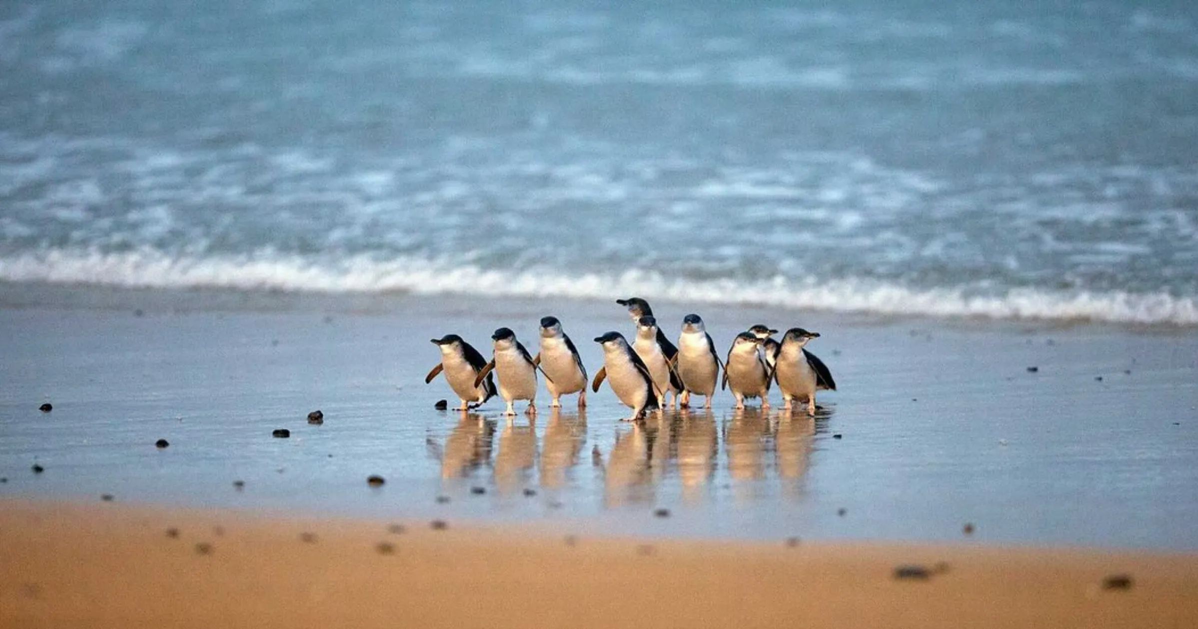 Phillip Island Penguin Parade
