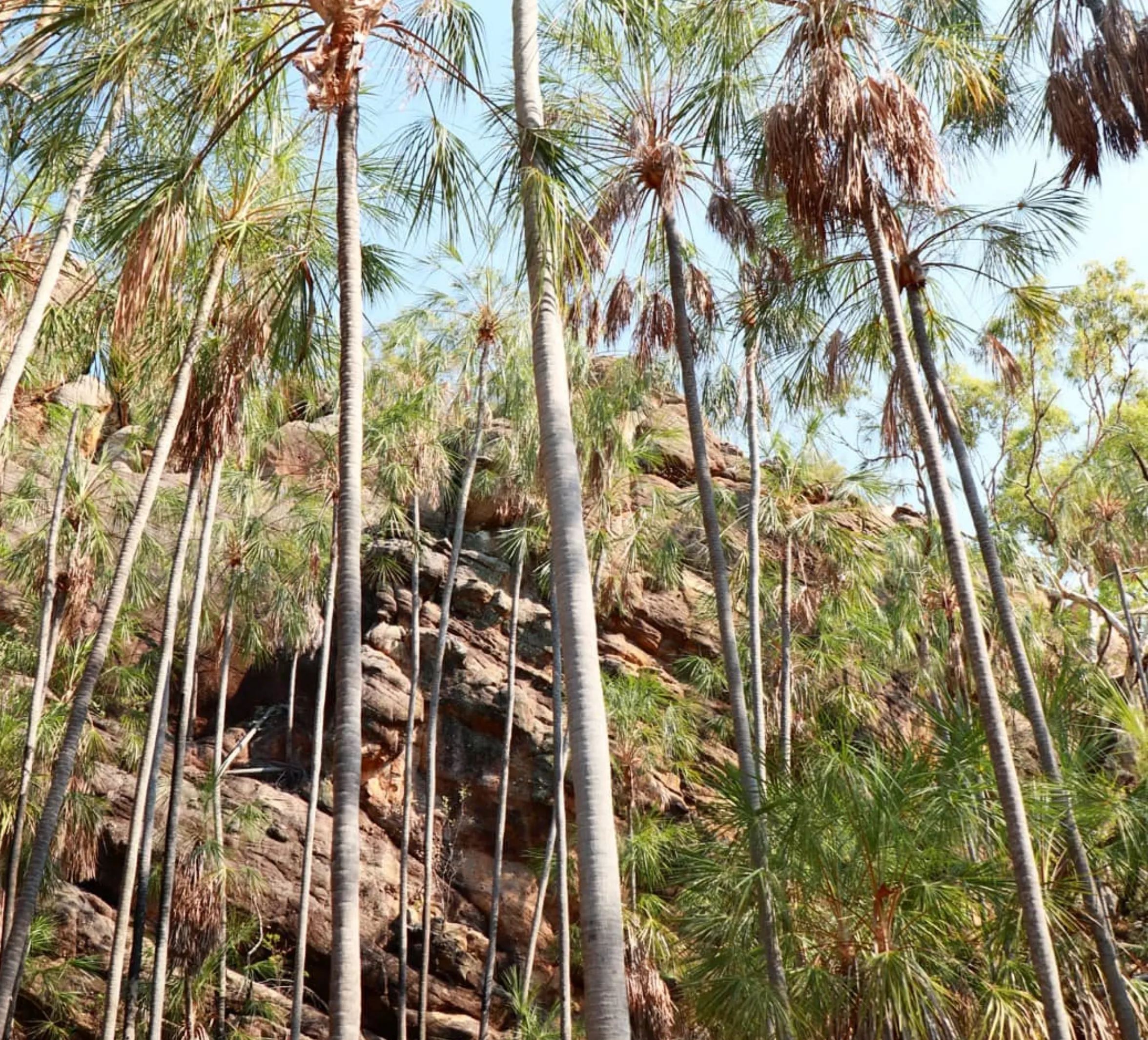 monsoon rainforest