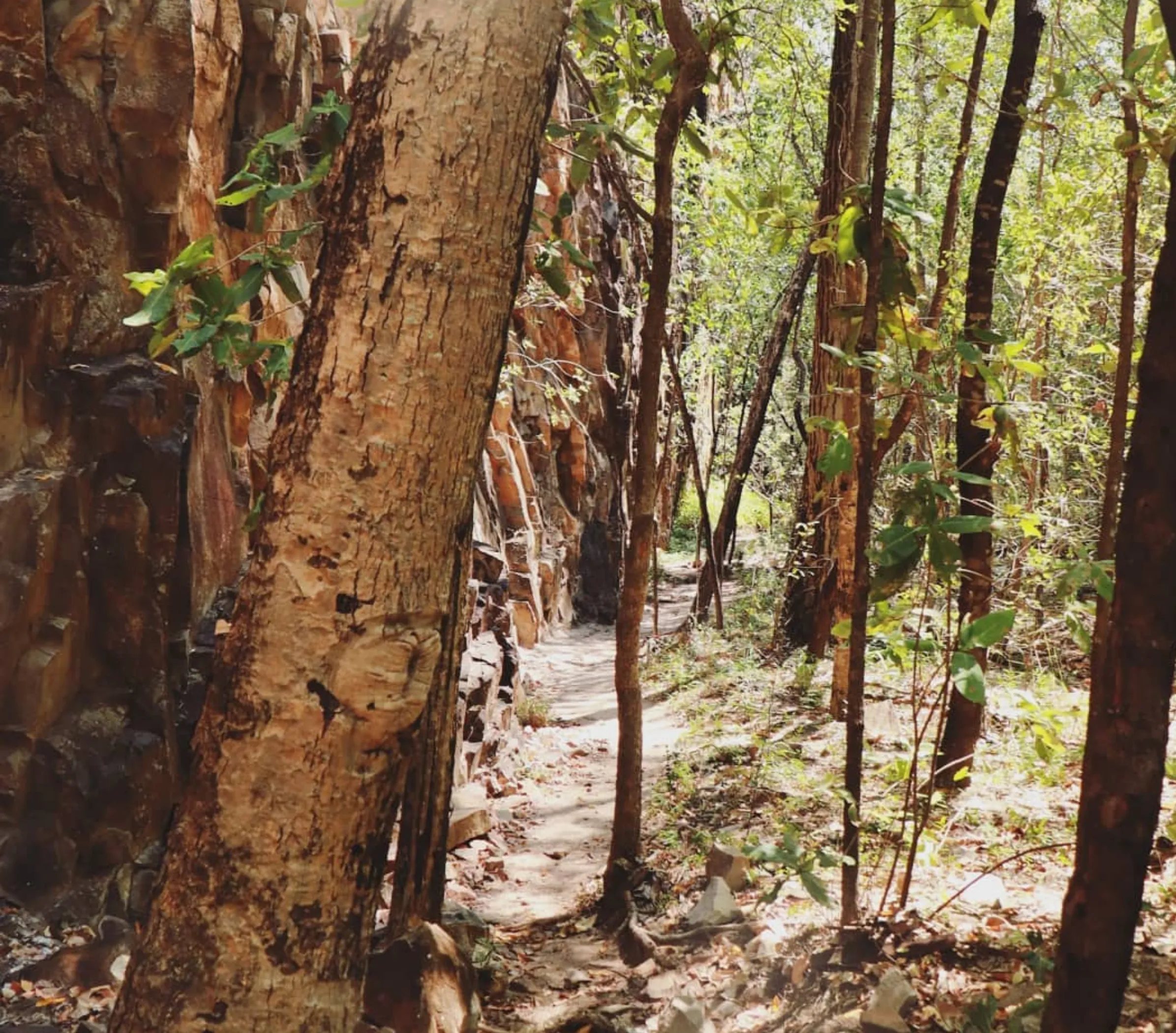 sandy trails