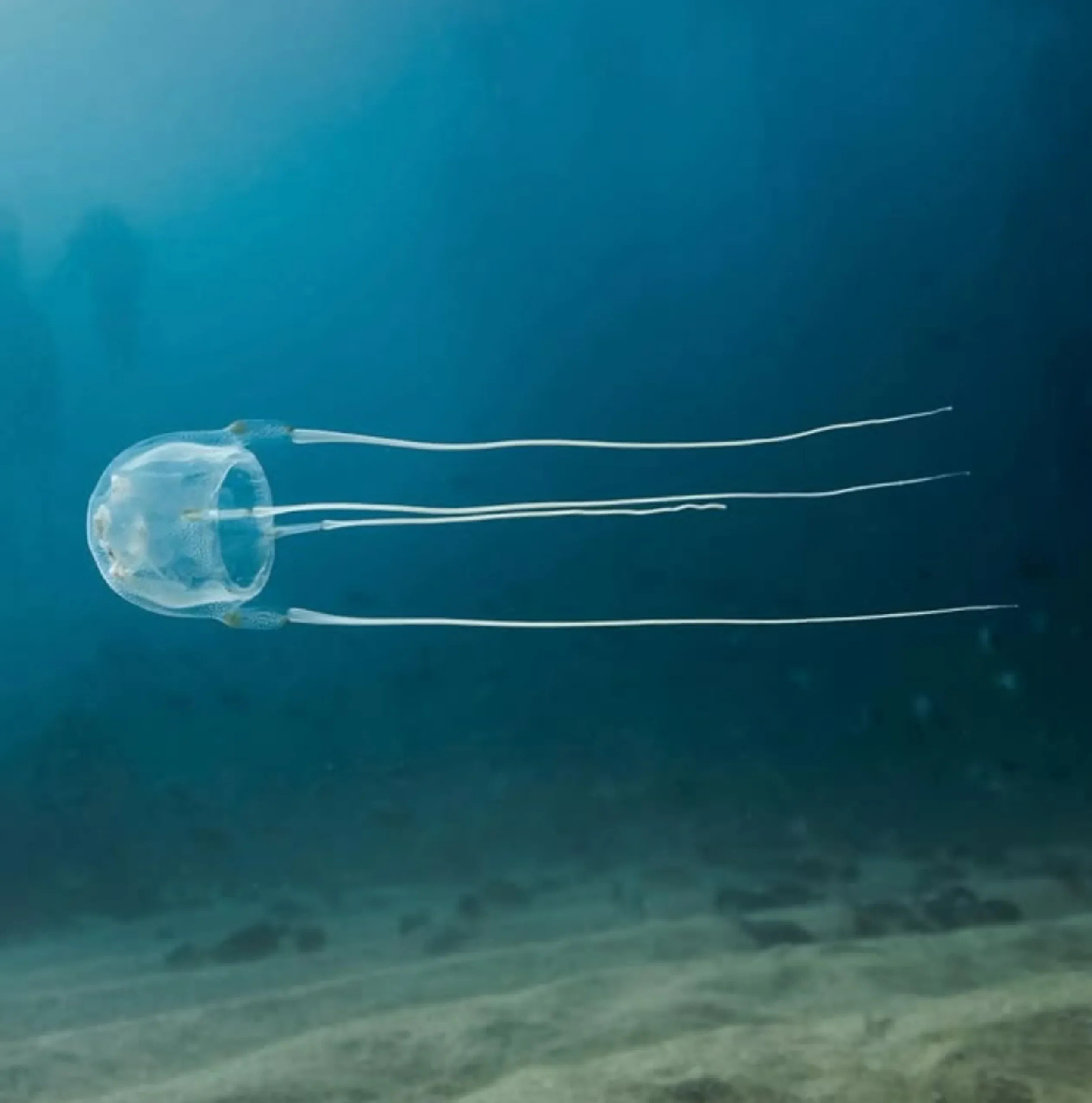 box jellyfish first aid Australia