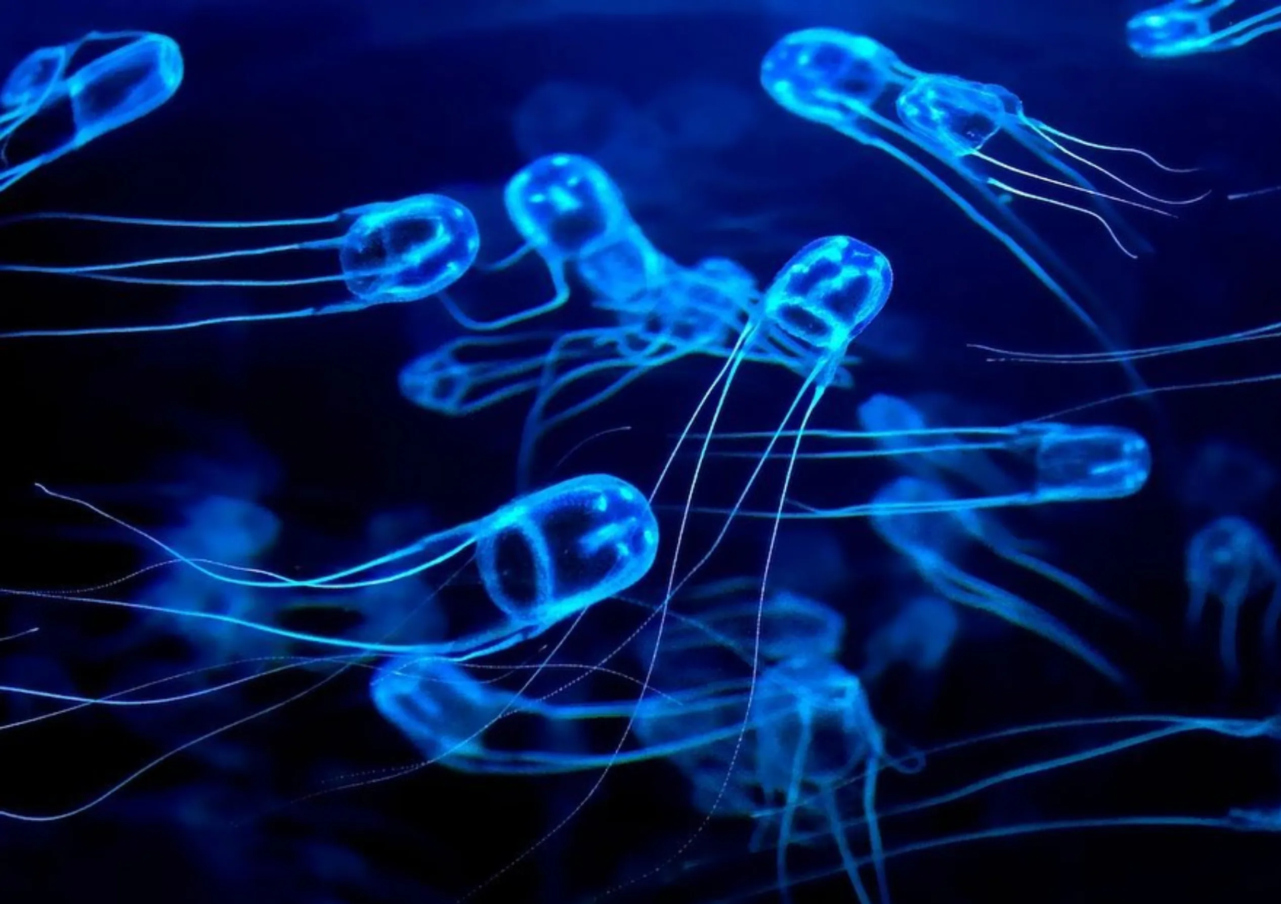 jellyfish sting treatment Australia