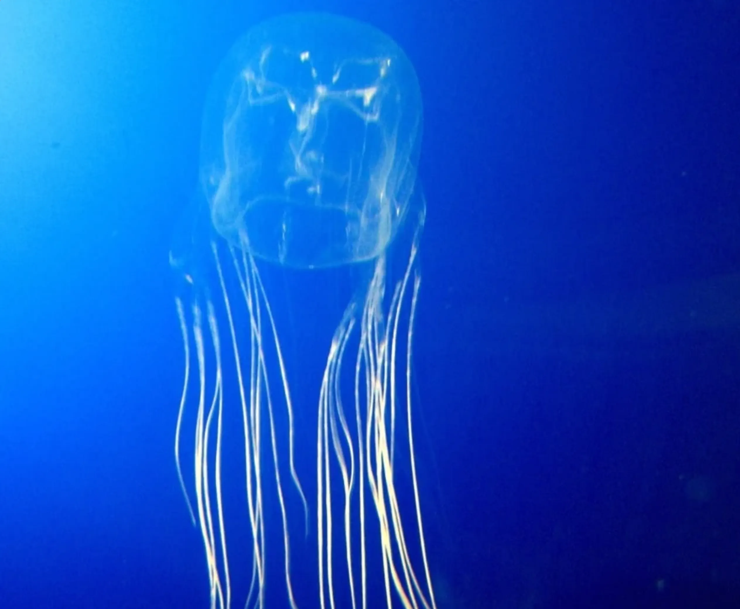 vinegar for jellyfish sting