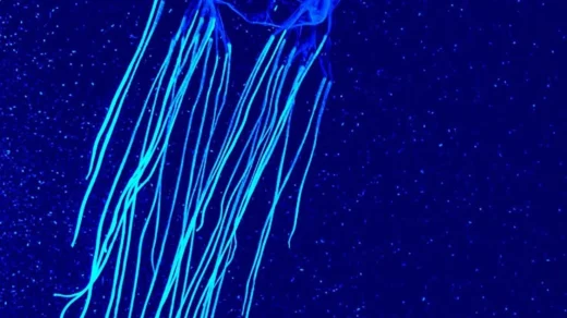 what to do if stung by a jellyfish (2)